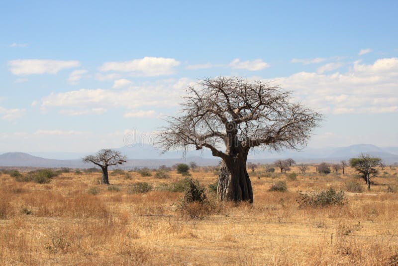Arbres épais de buisson africain de baobab image stock