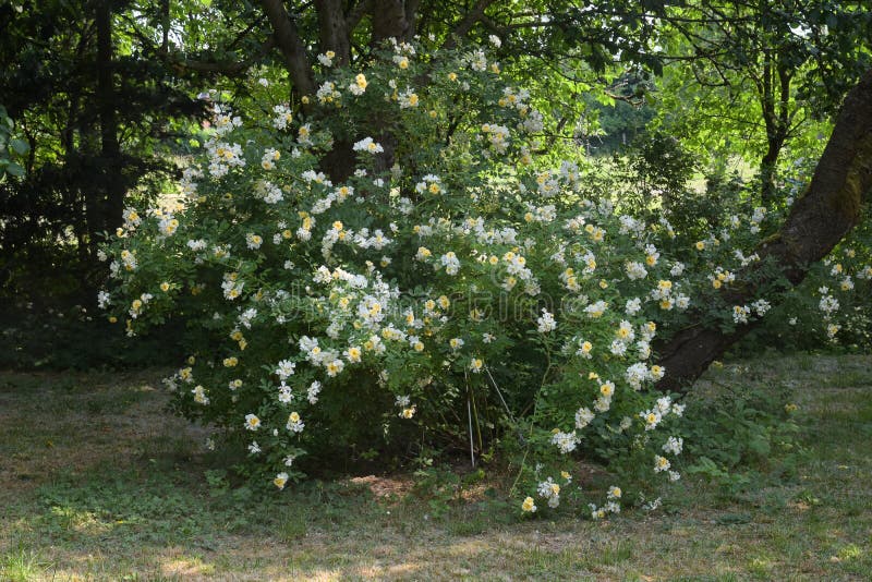 Arbuste De Rose Christine Helene Avec La Petite Fleur Jaune