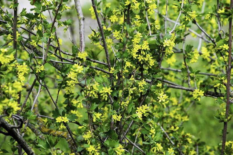 Arbusto Fiori Gialli Primavera.Arbusti Di Ribes Nero Di Fioritura In Primavera Piccoli Fiori