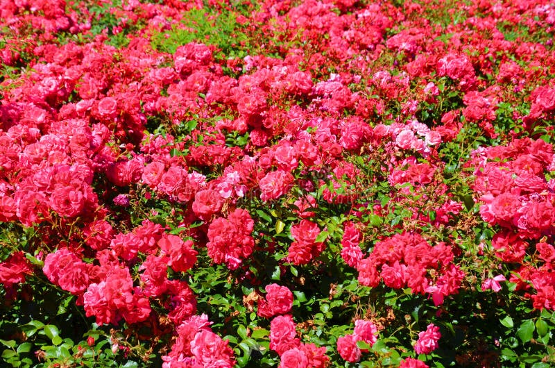 Arbusto bonito de rosas cor-de-rosa selvagens com as folhas verdes tomadas em um dia de verão ensolarado Uma rosa ? uma planta de imagens de stock Arbusto bonito de rosas cor-de-rosa selvagens com as folhas verdes tomadas em um dia de verão ensolarado Uma rosa ? uma planta de imagens de stock