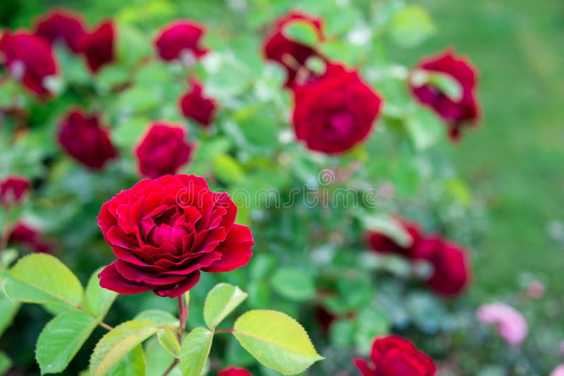 Arbusto color de rosa rojo en el jardín