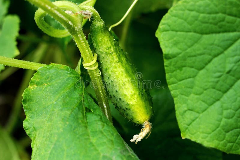 Mature big green cucumber. Cucumber hanging on a Bush among the leaves so green. Mature big green cucumber. Cucumber hanging on a Bush among the leaves so green.