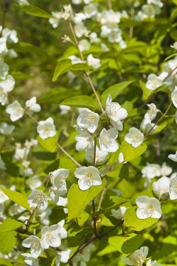 Arbusto Con I Fiori Bianchi Immagine Stock - Immagine di pistil, nave: 73639659