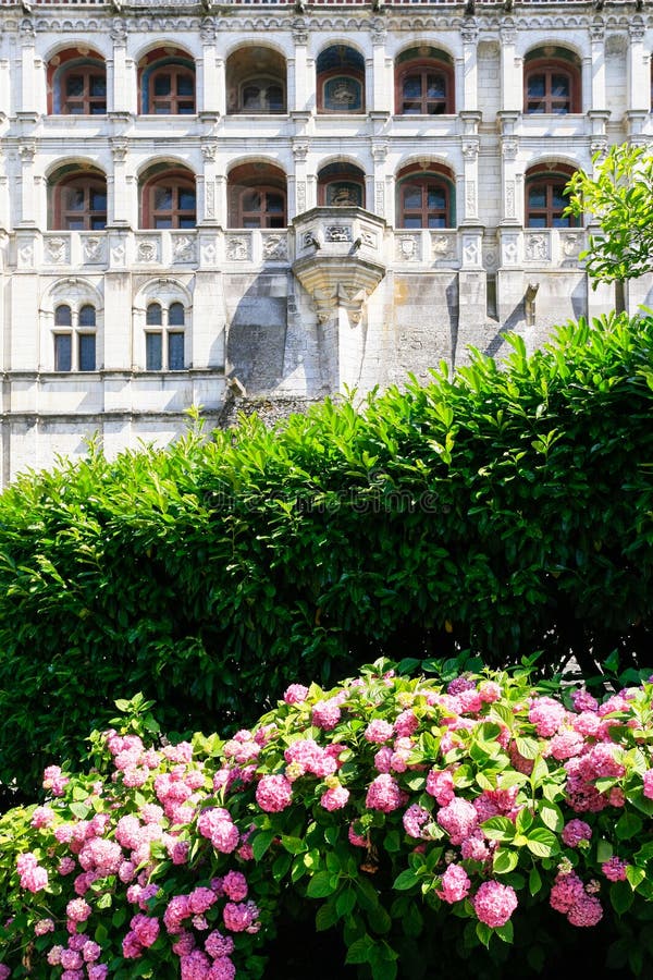 Arbusto da hortênsia e fachada de Castelo de Blois imagens de stock Arbusto da hortênsia e fachada de Castelo de Blois imagens de stock