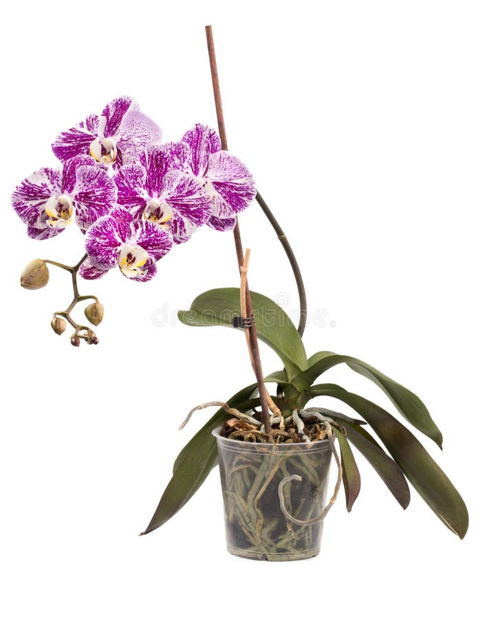 Arbusto Da Orquídea Do Phalaenopsis Em Um Potenciômetro Em Um Branco Foto  de Stock - Imagem de roxo, bonito: 93850362