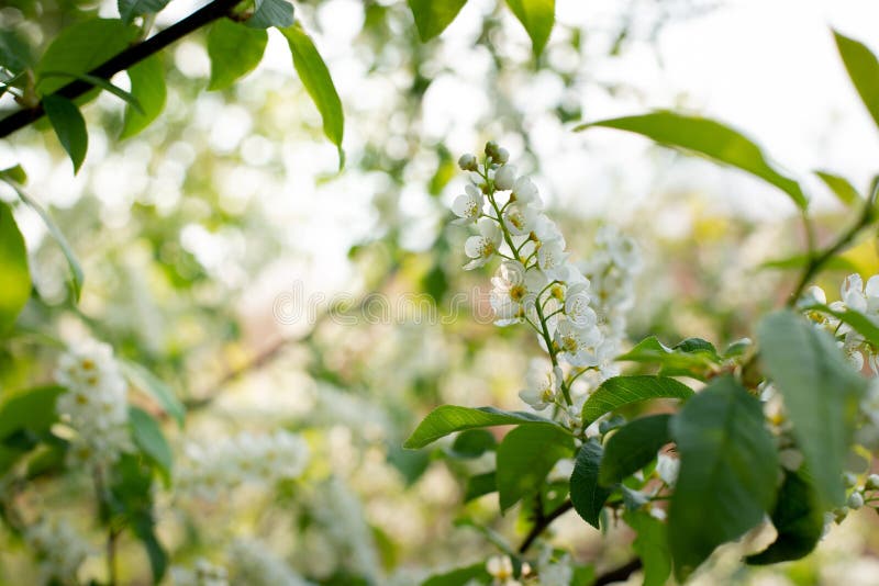 Arbusto de cerejeira florescendo na primavera. flores brancas de cerejeira.