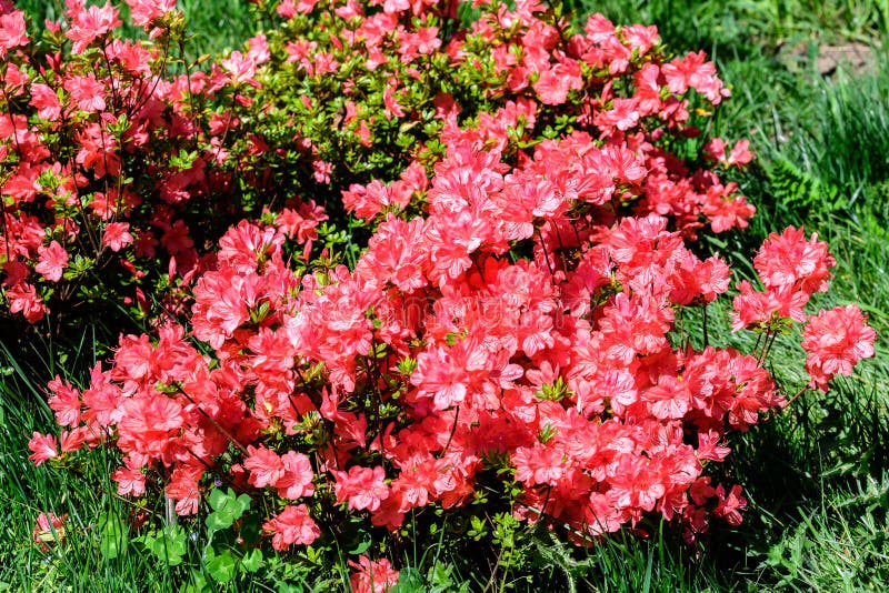 Arbusto De Delicadas Flores Rosadas De Azalea O Rododendrón En Un Soleado  Jardín Japonés De Primavera Bello Grupo Floral Exterior Imagen de archivo -  Imagen de azalea, flores: 178534871