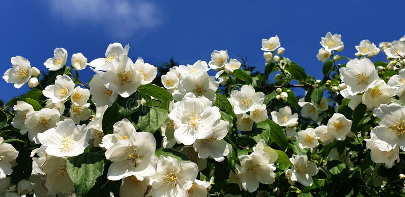 Arbusto De Jazmín Con Flores Blancas Contra Un Cielo Azul. Imagen de  archivo - Imagen de afuera, anaranjado: 214368511