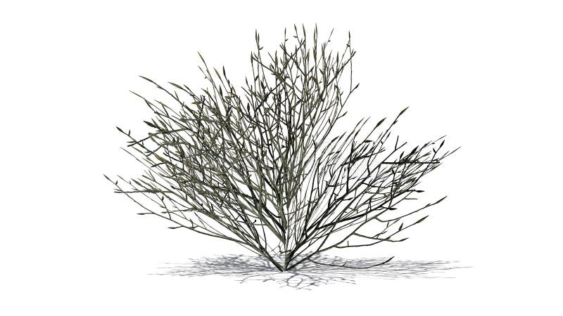 Arbusto De La Azalea En El Invierno Stock de ilustración - Ilustración de  invierno, varios: 122363649