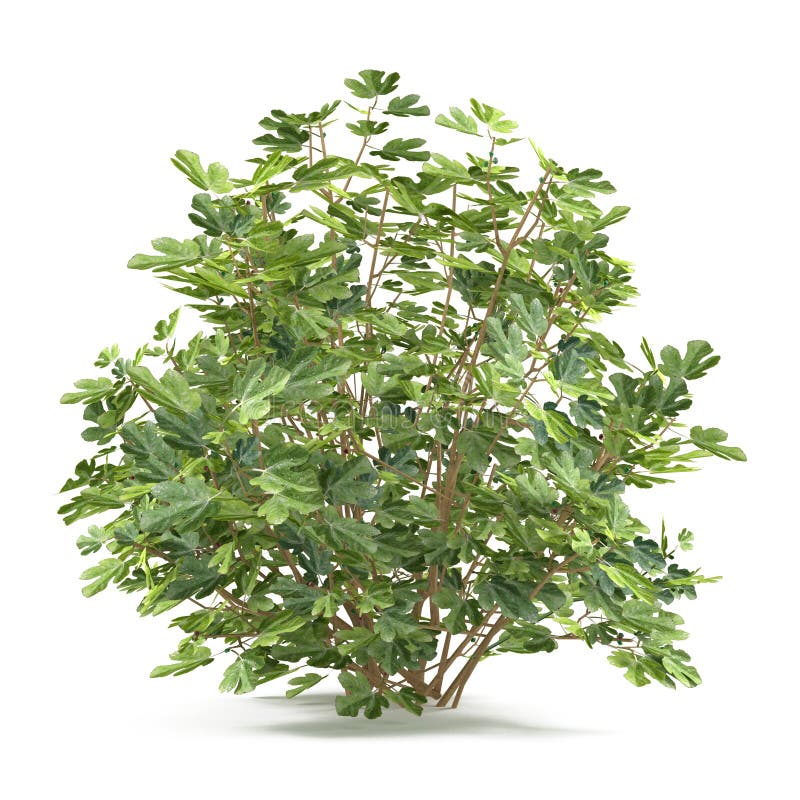Arbusto de la planta aislado. Ficus Carica libre illustration Arbusto de la planta aislado. Ficus Carica libre illustration