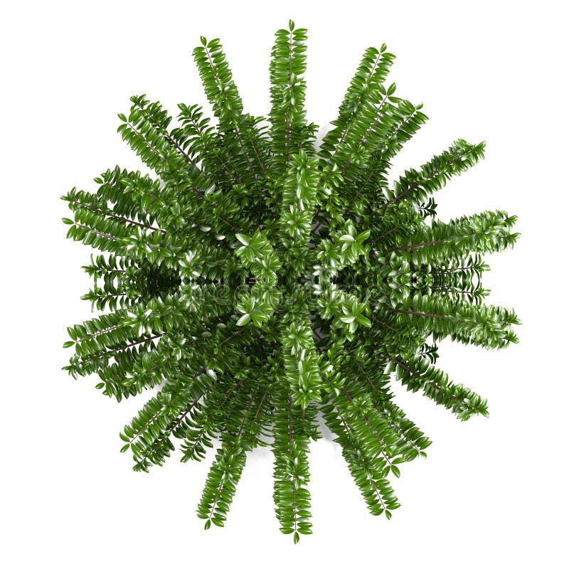 Arbusto de la planta aislado. Pileata del Lonicera ilustración del vector Arbusto de la planta aislado. Pileata del Lonicera ilustración del vector
