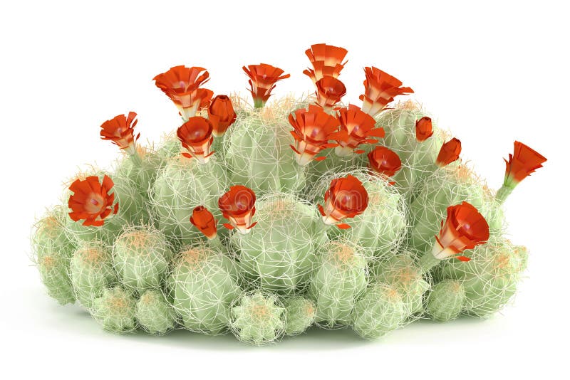 Arbusto de la planta. Triglochidiatus del Echinocereus ilustración del vector Arbusto de la planta. Triglochidiatus del Echinocereus ilustración del vector