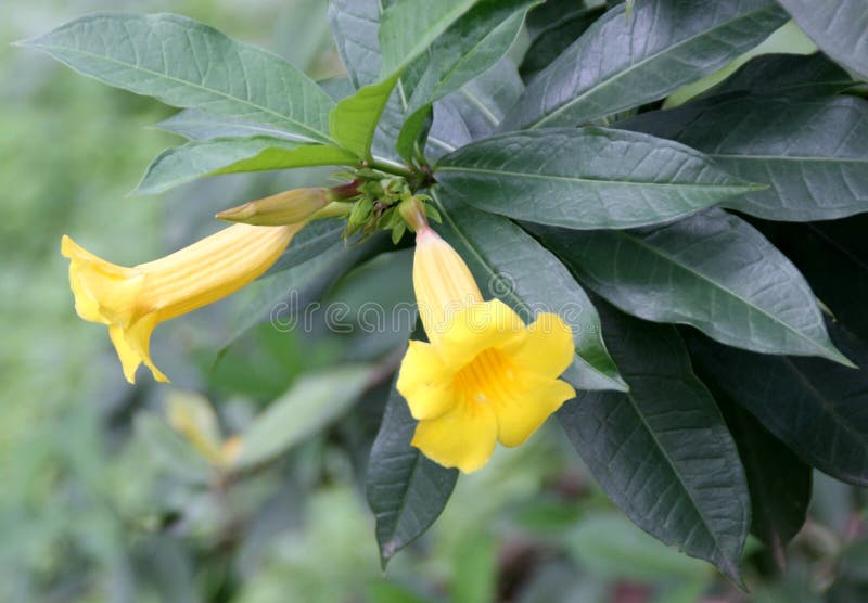 Arbusto De Arbusto De Ornamenta Arbusto De Bush Allamanda Allamanda  Schottii Imagen de archivo - Imagen de hojas, grande: 191614093