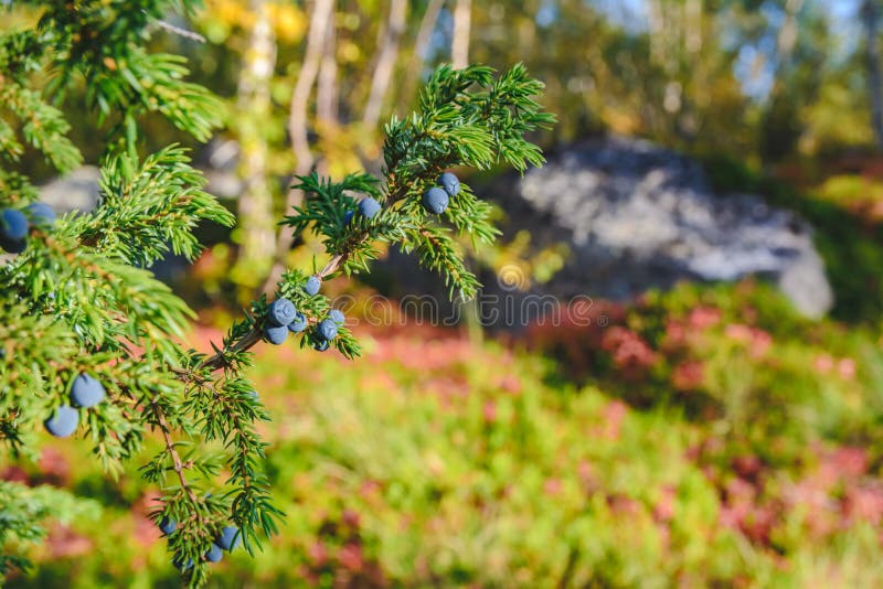 Arbusto de zimbro verde com as bagas no finland norte fotos de stock Arbusto de zimbro verde com as bagas no finland norte fotos de stock