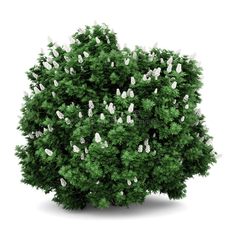 Arbusto del hydrangea de Oakleaf aislado en blanco ilustración del vector Arbusto del hydrangea de Oakleaf aislado en blanco ilustración del vector