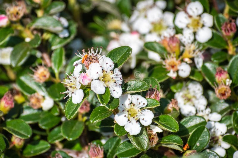 Arbusto di dammeri di Cotoneaster del cotoneaster dell'uva orsina, indigeno in Cina centrale e del sud e naturalizzato in Europa fotografia stock Arbusto di dammeri di Cotoneaster del cotoneaster dell'uva orsina, indigeno in Cina centrale e del sud e naturalizzato in Europa fotografia stock
