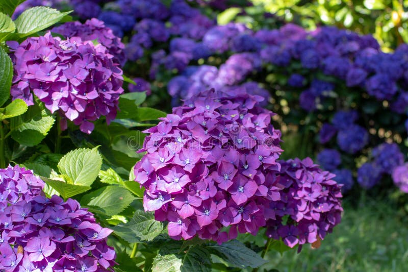 Arbusto di hydrangea macrophylla con teste di fiore viola scure fotografia stock