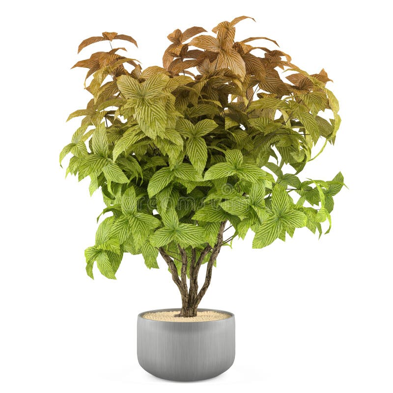 Arbusto exótico de la planta en el pote del metal ilustración del vector Arbusto exótico de la planta en el pote del metal ilustración del vector