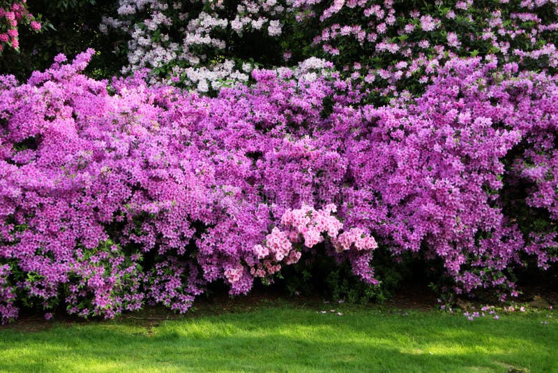 Arbusto florido azalea imagen de archivo. Imagen de hermoso - 164940485