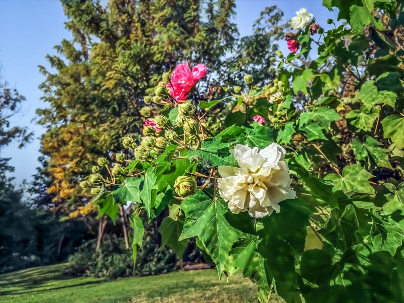 HIBISCUS MUTABILIS DOBRADO