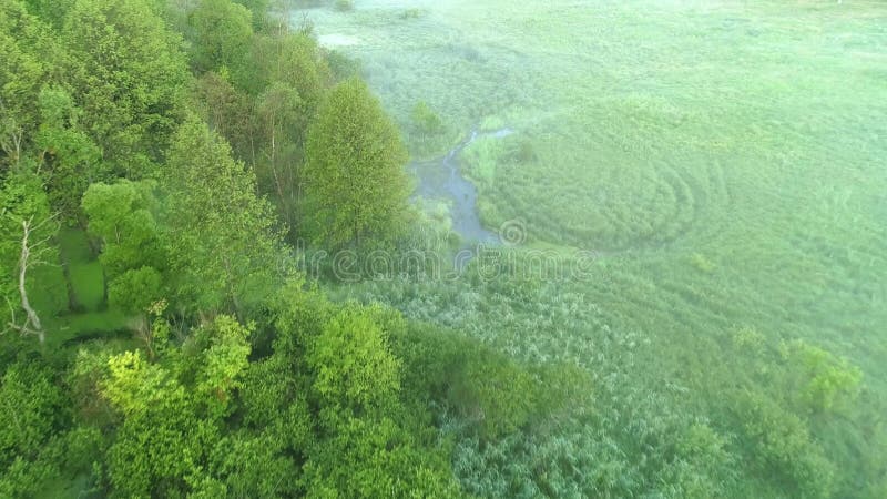 Arbusto luxúria da árvore verde nevoenta da opinião aérea do pântano da névoa