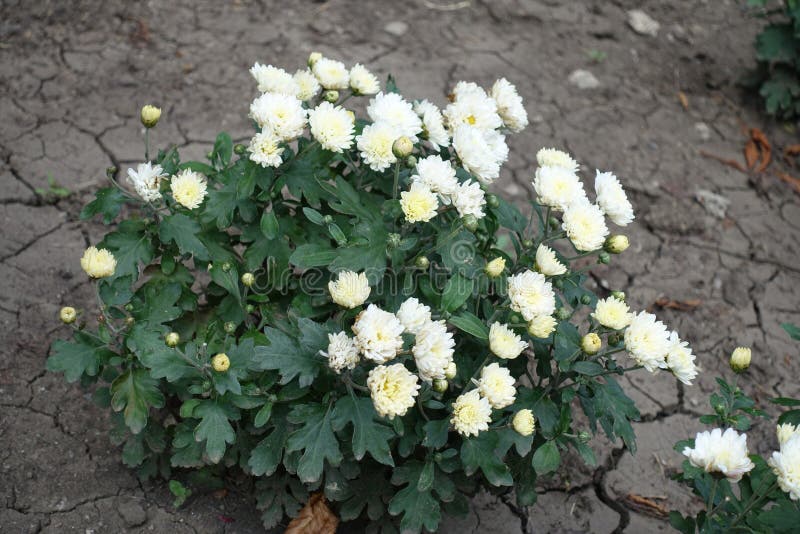 Arbusto Pequeno Do Crisântemo Branco Na Flor Imagem de Stock - Imagem de  nave, verde: 128506573