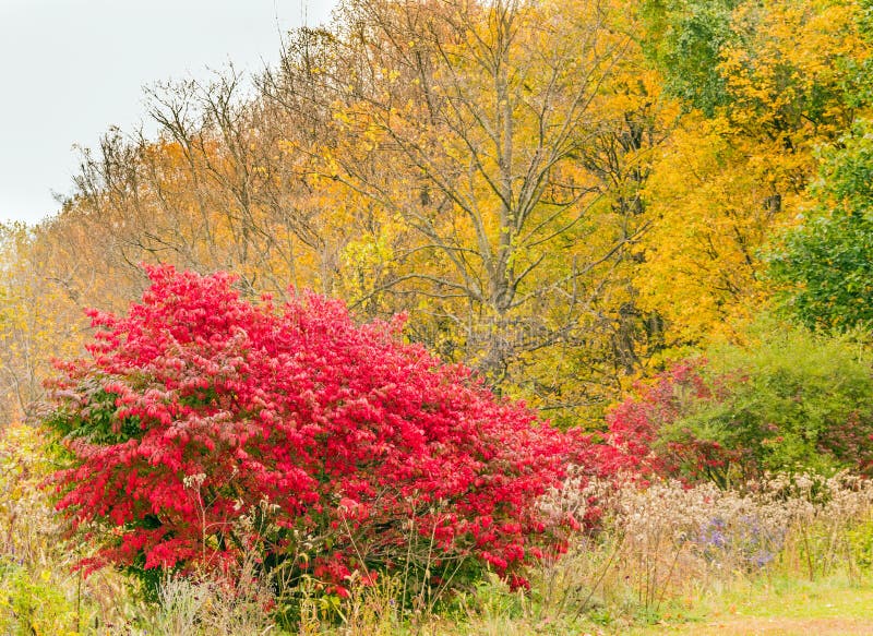 Arbusto quemado, arbusto rojo de otoño