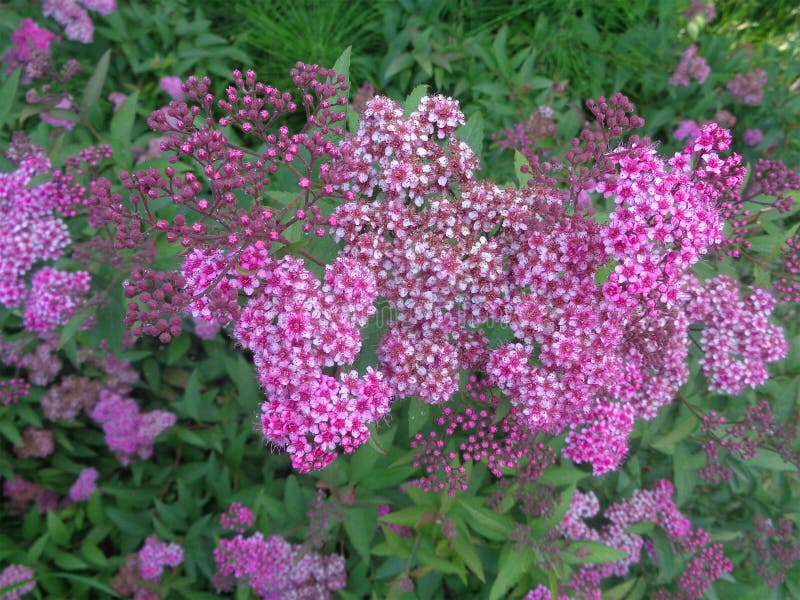 Arbusto rosado del spiraea en el jardín imagenes de archivo Arbusto rosado del spiraea en el jardín imagenes de archivo