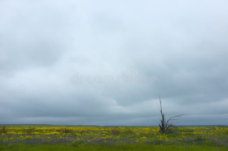 Arbusto solo al giacimento della molla del fiore fotografia stock Arbusto solo al giacimento della molla del fiore fotografia stock