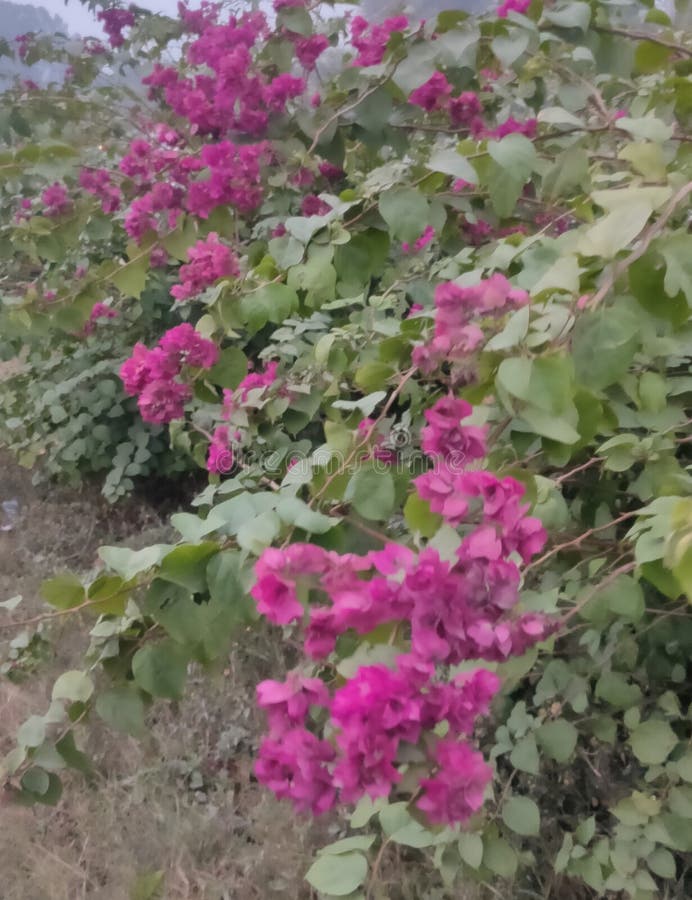 Arbusto tropical con flores rosas brillantes Flores rojas de bougainville floreciendo en el jardín con fondo azul del cielo imagen de archivo Arbusto tropical con flores rosas brillantes Flores rojas de bougainville floreciendo en el jardín con fondo azul del cielo imagen de archivo