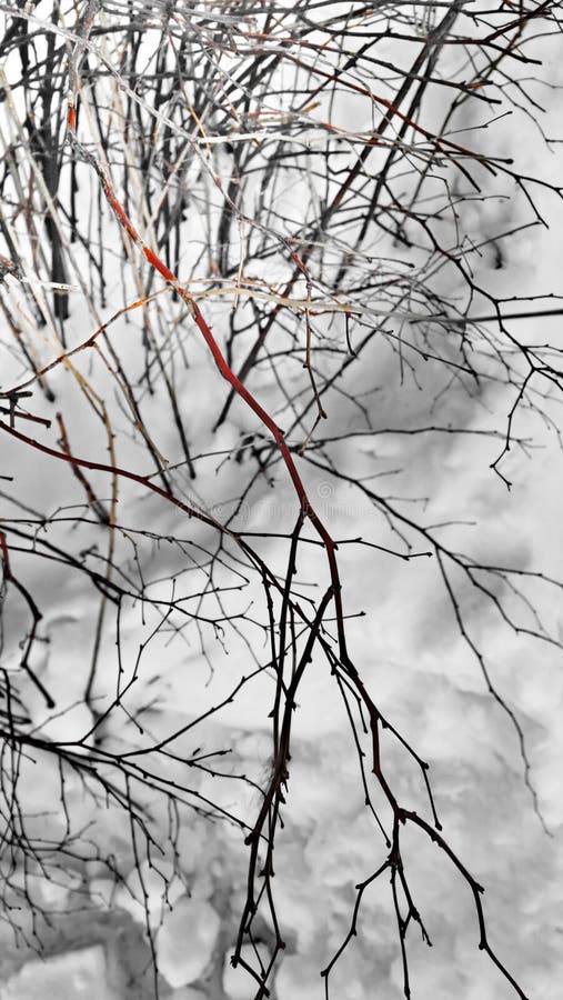 Arbusto Von Snow de las ramas foto de archivo libre de regalías