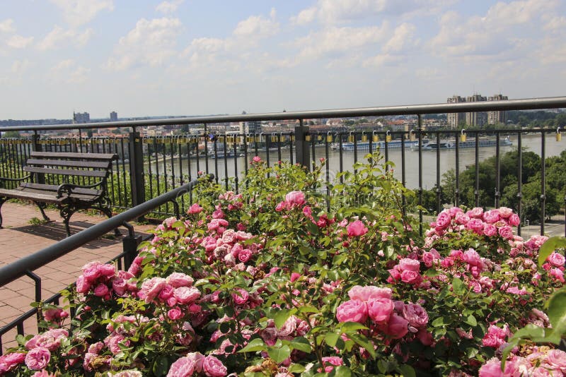 Arbustos color de rosa hermosos y una vista del Danubio y de la ciudad de Novi Sad en el fondo de la fortaleza de Petrovaradin, N fotografía de archivo Arbustos color de rosa hermosos y una vista del Danubio y de la ciudad de Novi Sad en el fondo de la fortaleza de Petrovaradin, N fotografía de archivo
