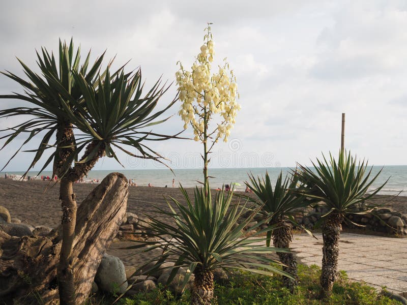 Yucca Florida Con Flores Blancas Y Hojas En Forma De Daga Verde Foto de