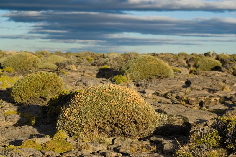 Arbustos en la estepa patagona