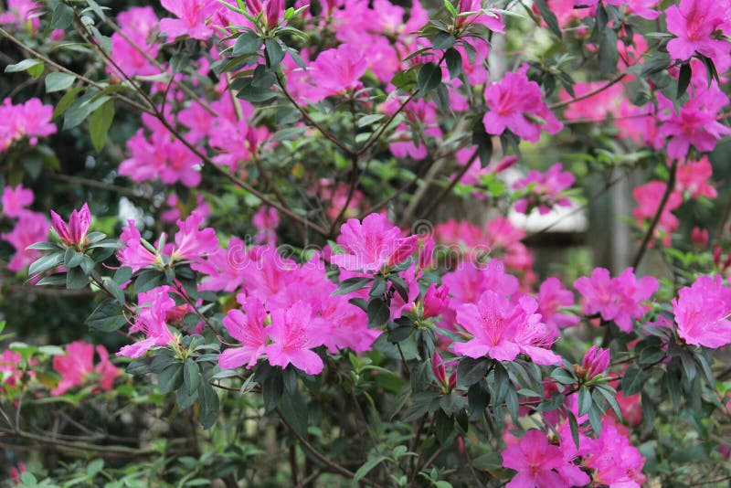 Arbustos Floridos De Azalea Japonica Foto de Stock - Imagem de exterior,  japonês: 220408120