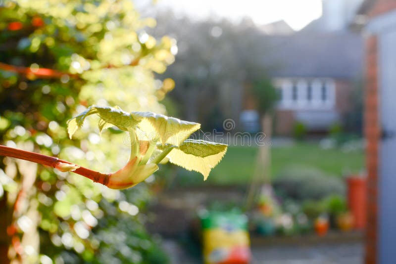 Arbustos novos e tiros que crescem em um jardim fotografia de stock Arbustos novos e tiros que crescem em um jardim fotografia de stock