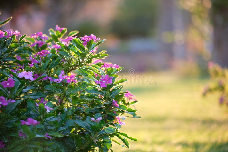 Arbustos verdes com flores brilhantes florescendo crescendo no parque tropical imagem de stock