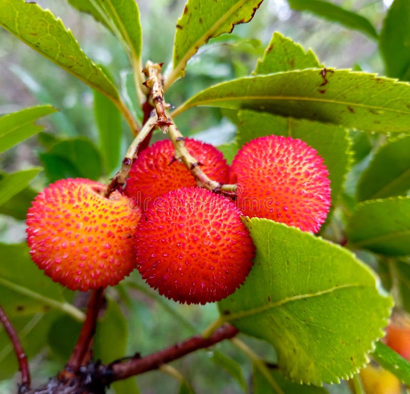 Arbutus Unedo Strawberry Tree Stock Photo Image of shrub, produce
