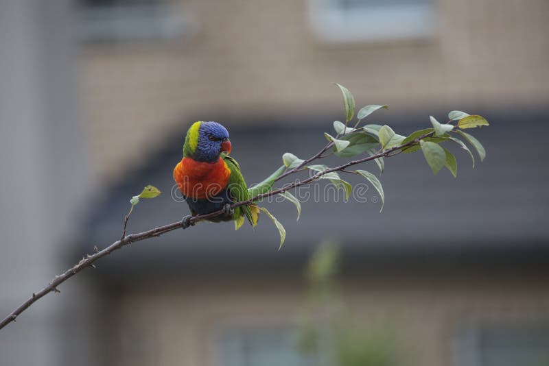 Arc-en-ciel Lorikeet, observant et attendant photos stock Arc-en-ciel Lorikeet, observant et attendant photos stock