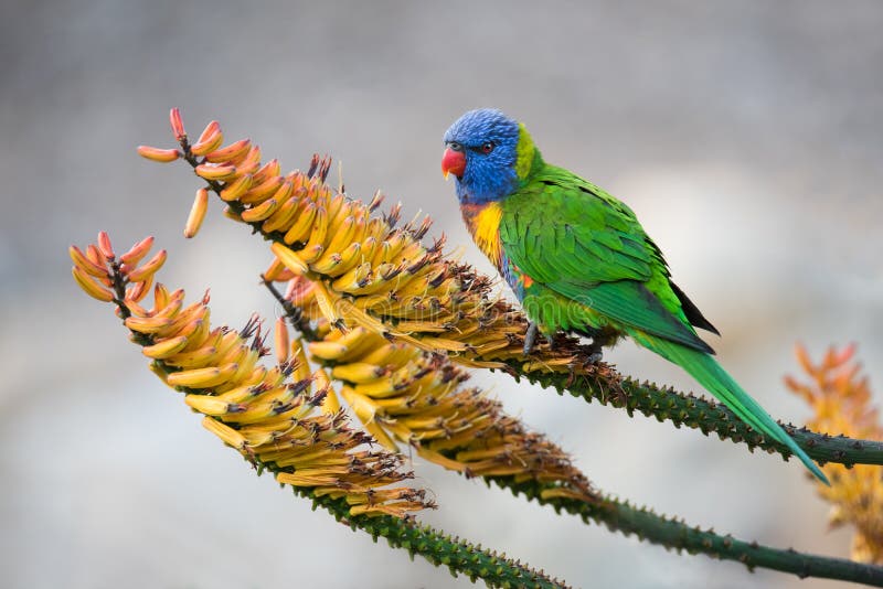 Arc-en-ciel Lorikeet sur des fleurs d'aloès photographie stock Arc-en-ciel Lorikeet sur des fleurs d'aloès photographie stock