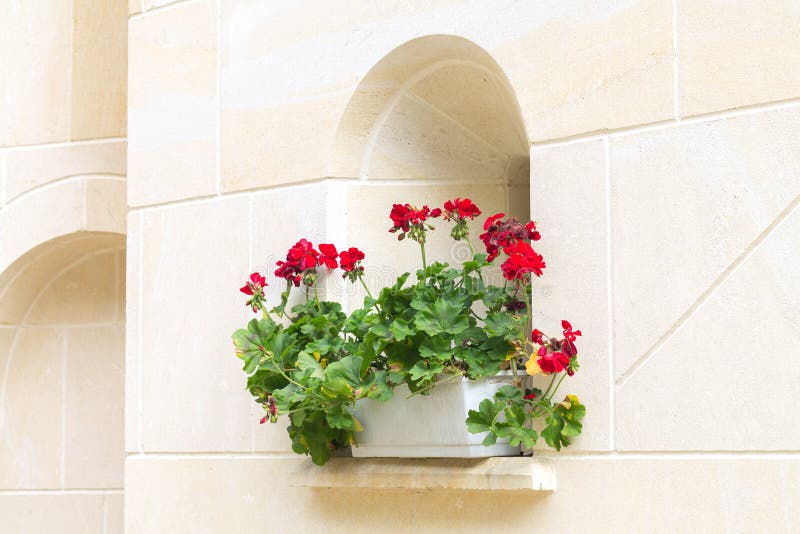 Arch window on building wall with geranium flower pot stock photo