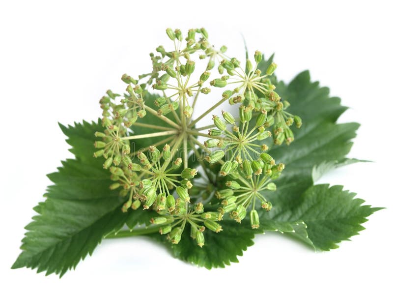 also known as wild celery, and Norwegian angelica. Well known for its many health benefits. ...also known as wild celery, and Norwegian angelica. Well known for its many health benefits.