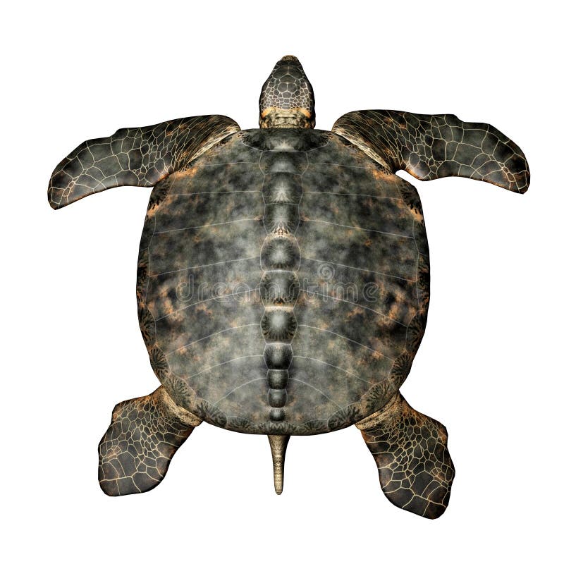 Archelon Stock Illustrations 43 Archelon Stock Illustrations Vectors Clipart Dreamstime Archelon Stock Illustrations 43 Archelon Stock Illustrations Vectors Clipart Dreamstime