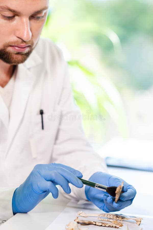 Archeolog pracuje w naturalnym laboratorium badawczym Laborancki asystent czyści zwierzęce kości Archeologia, zoologia fotografia stock Archeolog pracuje w naturalnym laboratorium badawczym Laborancki asystent czyści zwierzęce kości Archeologia, zoologia fotografia stock