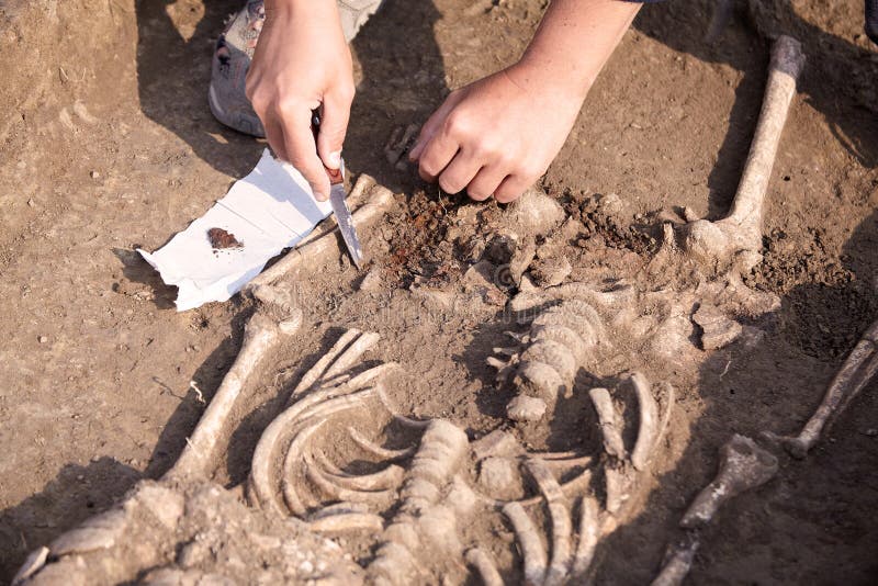 Archeologiczny cibory ekskawacj kato paphos park Archeolog w czerparka procesie, bada grobowa, ludzkie kości, część kościec w gro obraz stock