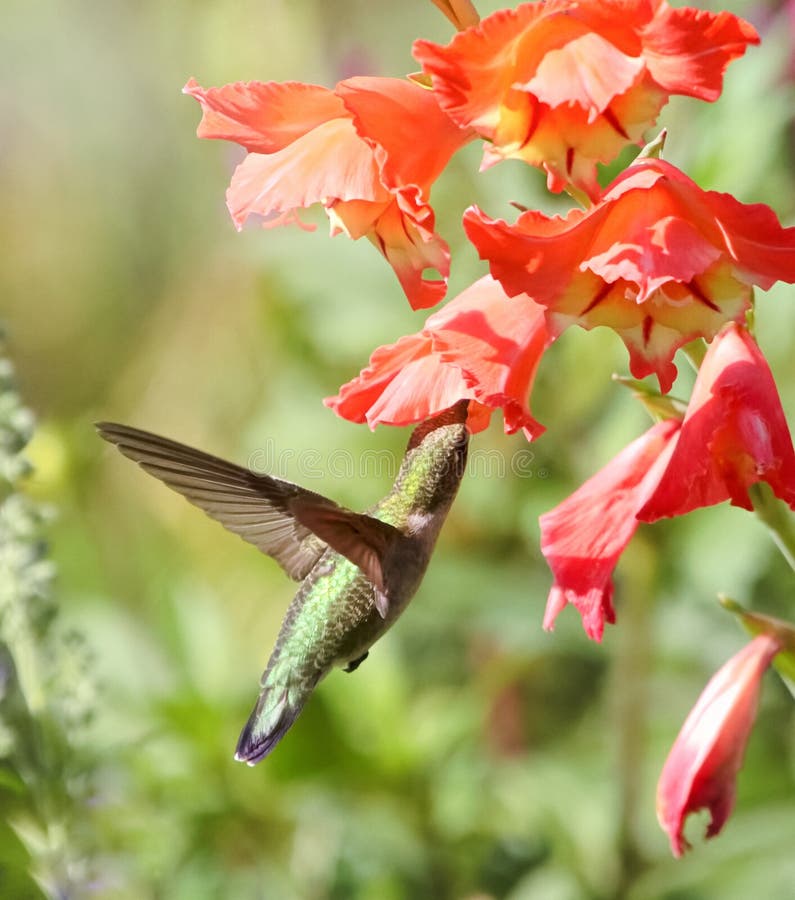 Archilochus colubris rubythrothrob hummingbird στο λουλούδι gladiolus. Hummingbird που αιωρείται κάτω από το πορτοκαλί gladiolus bloom. σχέδιο μέσα στο λουλούδι. φτερά. μεταλλικά πράσινα φτερά στο κεφάλι και στην πλάτη.
