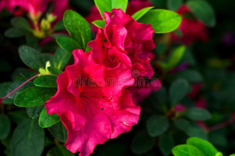 Architectural design in floral style. Interior decor mit red tropical flower in full bloom. Blurred effect. Close-up royalty free stock photos Architectural design in floral style. Interior decor mit red tropical flower in full bloom. Blurred effect. Close-up royalty free stock photos