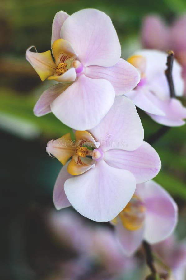Architectural design in floral style. Interior decor mit white tropical flower in full bloom. Blurred effect. Close-up stock photography Architectural design in floral style. Interior decor mit white tropical flower in full bloom. Blurred effect. Close-up stock photography