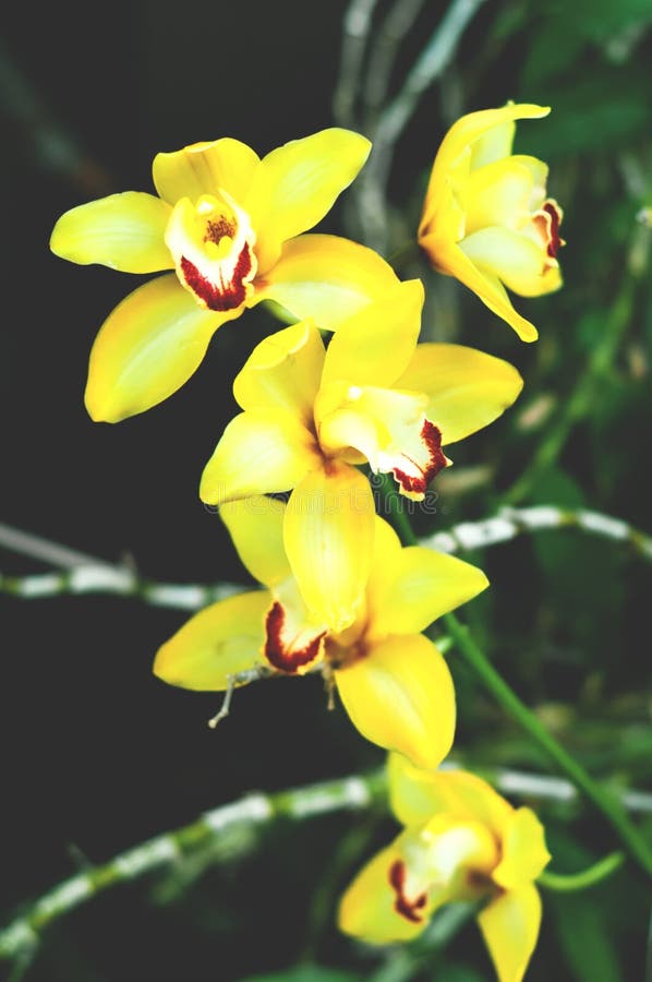 Architectural design in floral style. Interior decor mit yellow tropical flower in full bloom. Blurred effect. Close-up stock photography Architectural design in floral style. Interior decor mit yellow tropical flower in full bloom. Blurred effect. Close-up stock photography