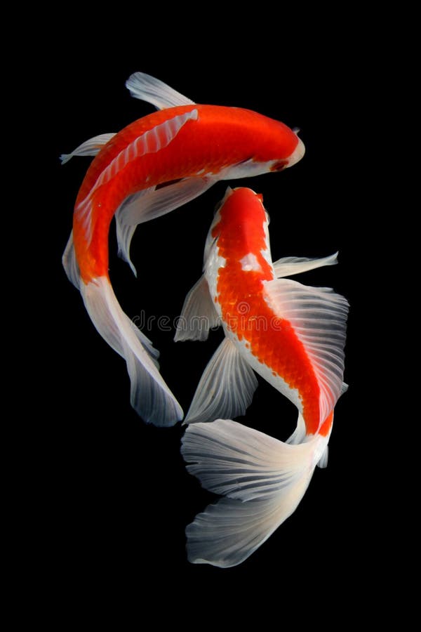 26,907 Koi Fish Stock Photos - Free & Royalty-Free Stock Photos from  Dreamstime